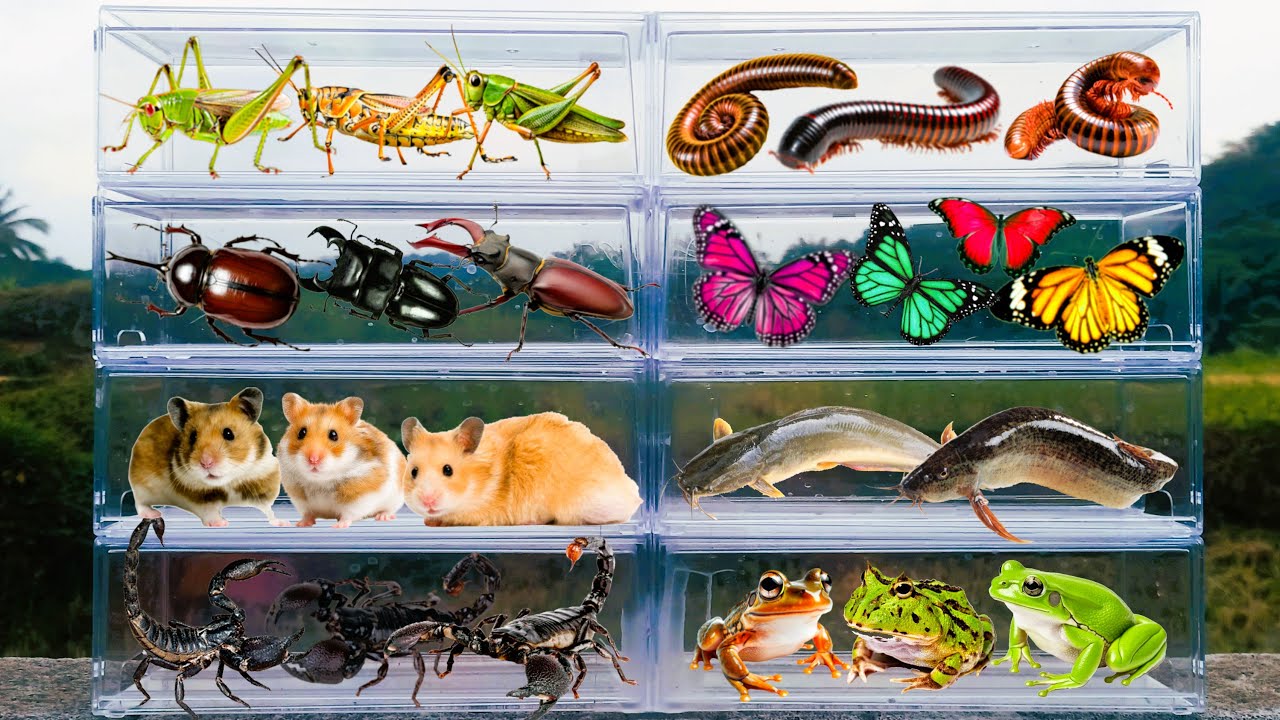 I am hunting for insects in the garden I found a Giant Millipede, Hamster, Frog, Beetle, Scorpions