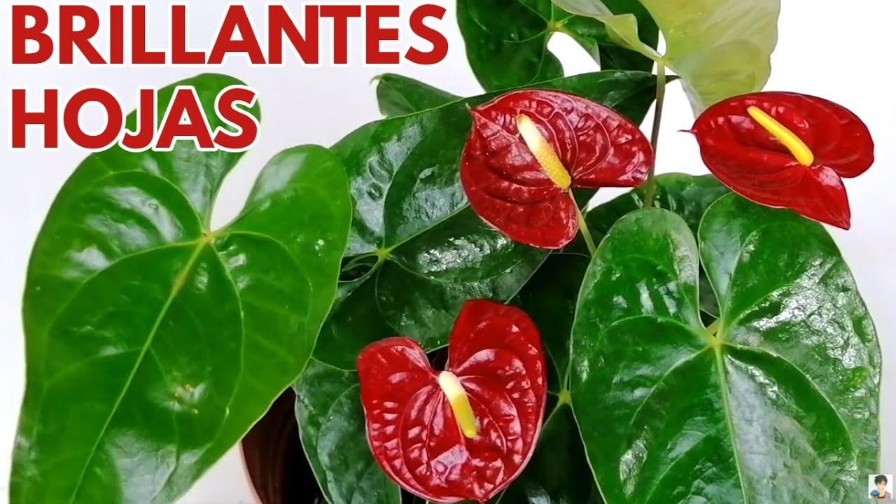 anturios abrillantar las hojas y cuidados de oto&ntilde;o CHUYITO JARDINERO