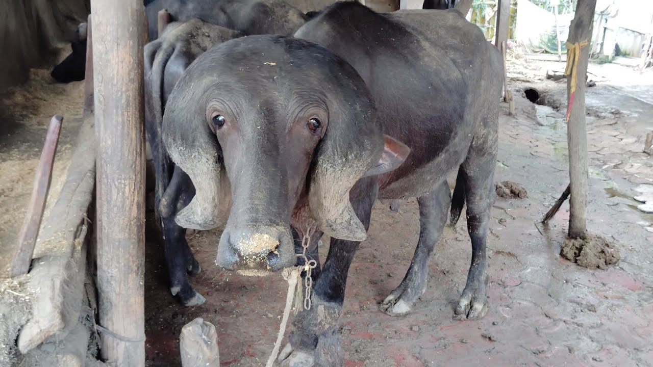 જાફરાબાદી પાડો અને ભેસો