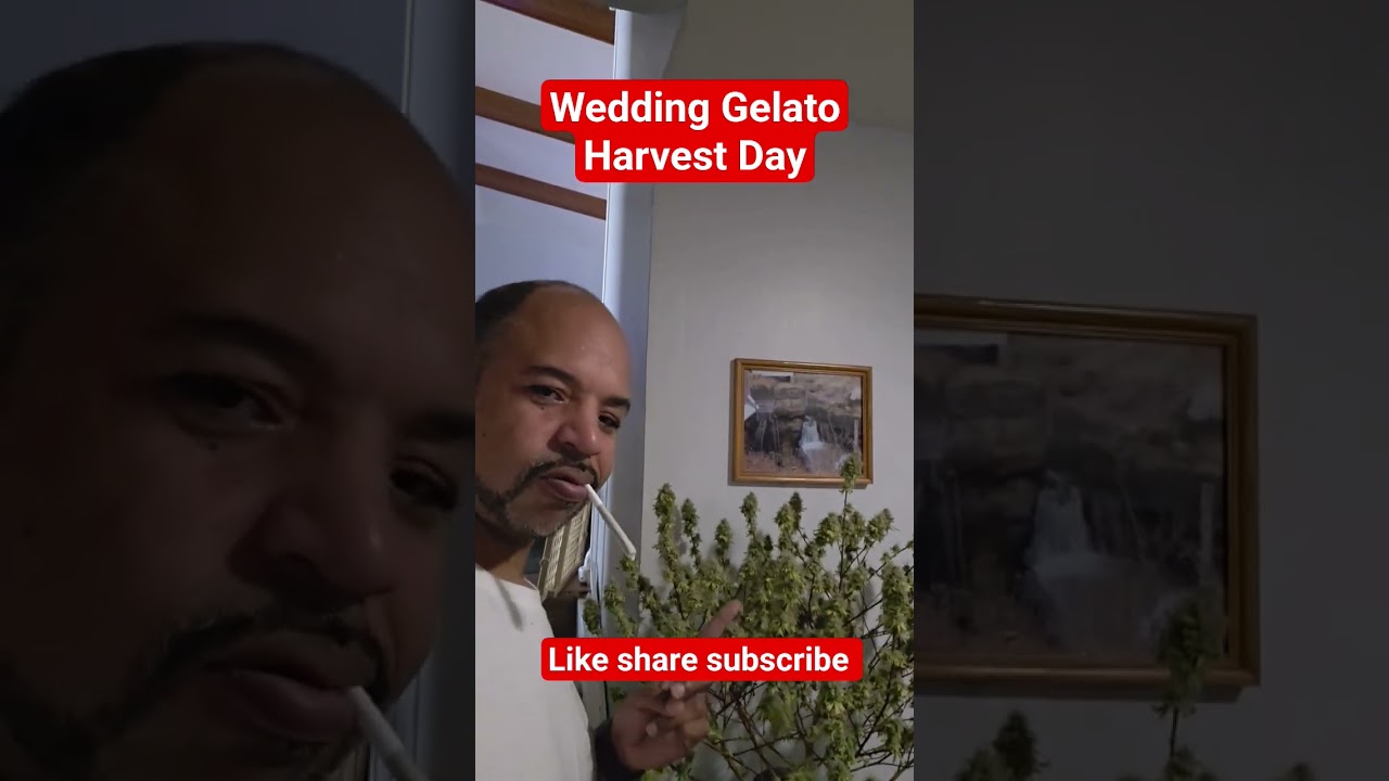Wedding Gelato Harvest day #cannabisnews #ohiocannabis #Mastamynd