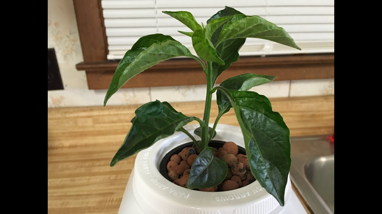 Non-Circulating Hydroponic (Kratky) Container Setup - Carbonero Pepper