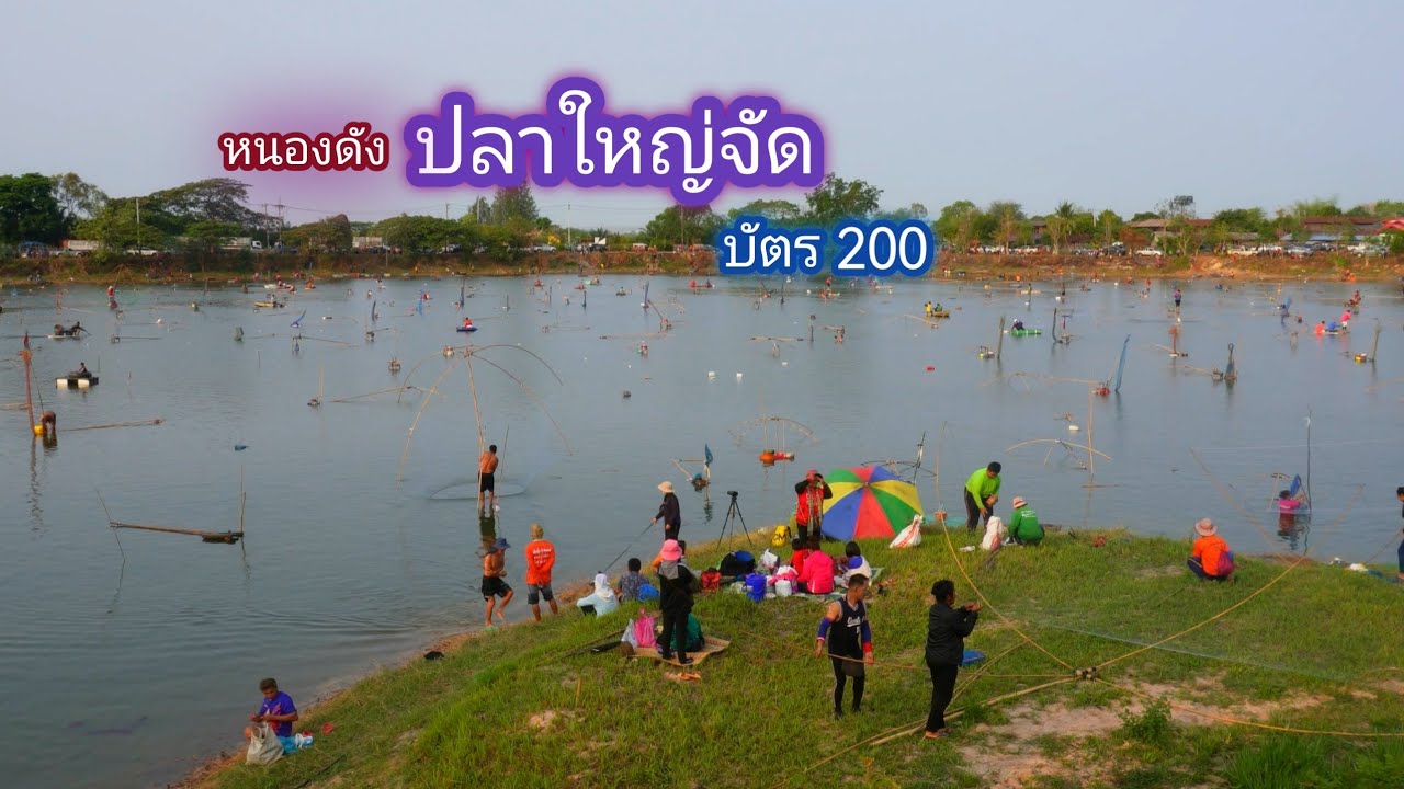 หนองดังเมืองสว่าง บัตร 200 บาท โครตคุ้ม ปลาตัวใหญ่สุดๆ / บ้านนอก EP.735