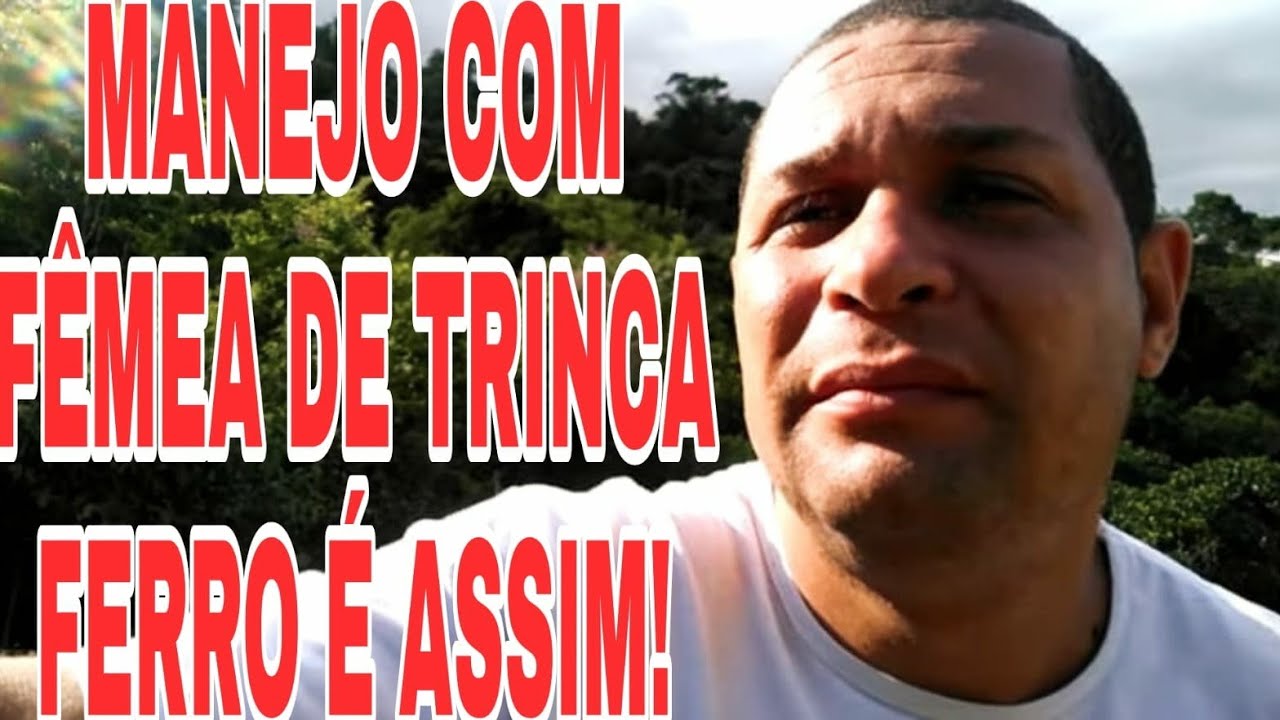 Muitos Não Conhecem O Manejo Com Fêmea De Trinca Ferro