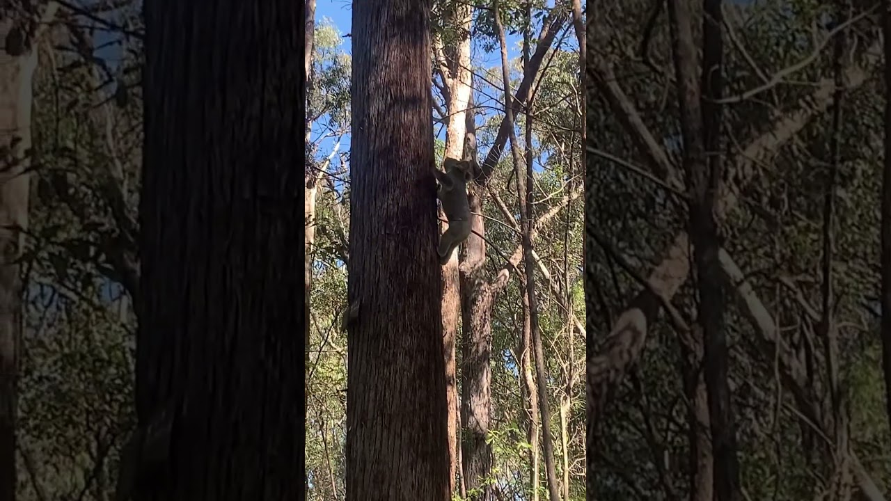 Koala encounter on the way to work! #shorts #explore #australia