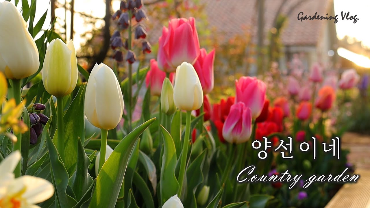 아름다운 4월의 시작/새로운 식물 지지대, 그리고 뱀 퇴치 하기./가드닝 팁