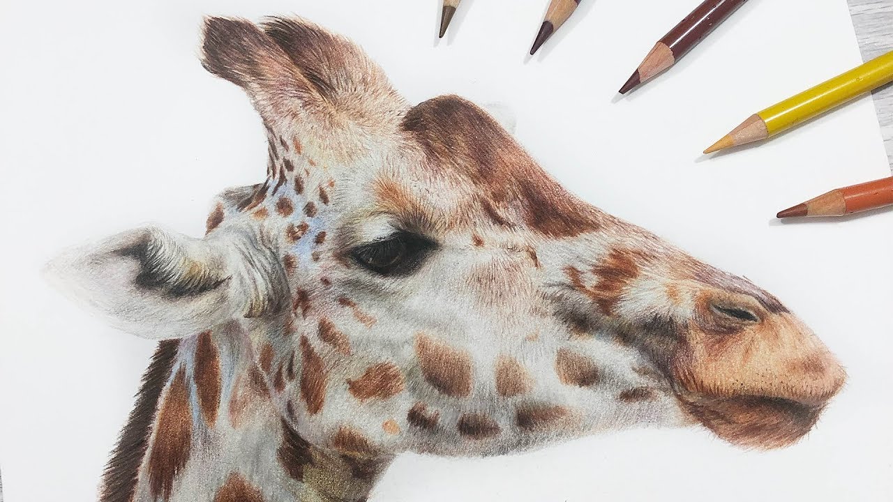 How To Draw a Giraffe with Colored Pencil