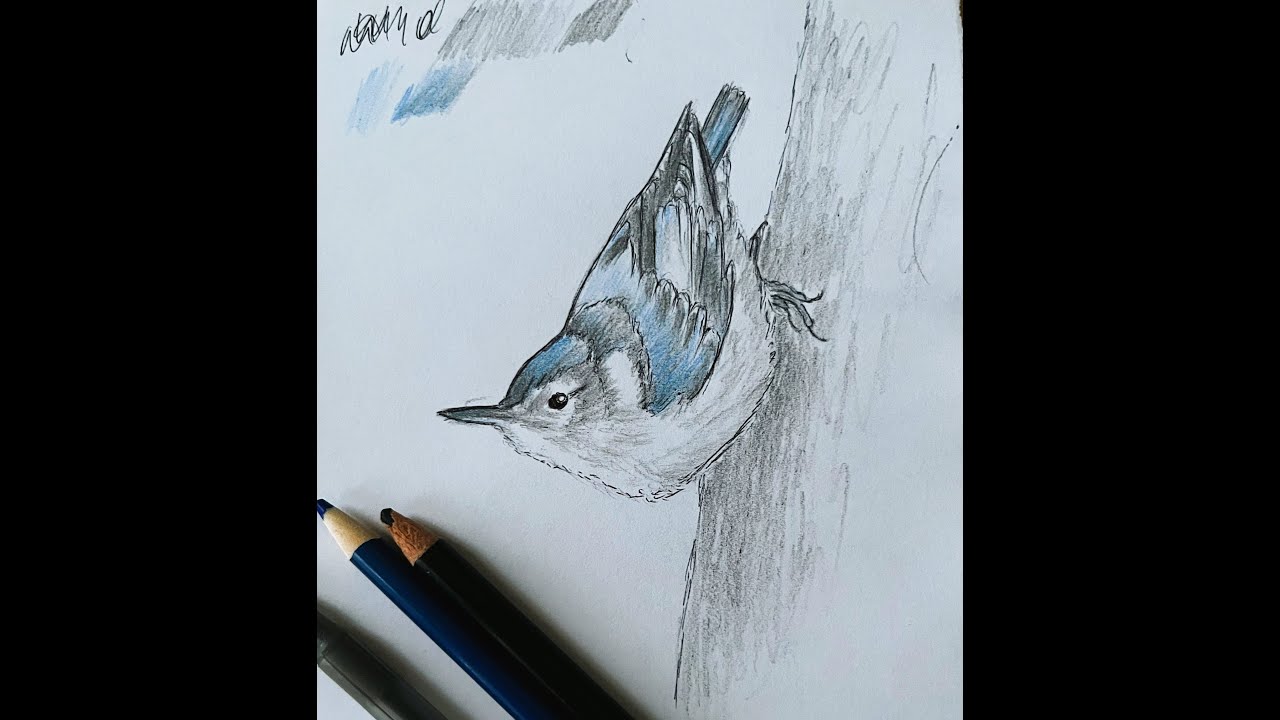 White-breasted Nuthatch With Colour Shading. Vector Bird Art. White-breasted Nuthatch Line Sketch