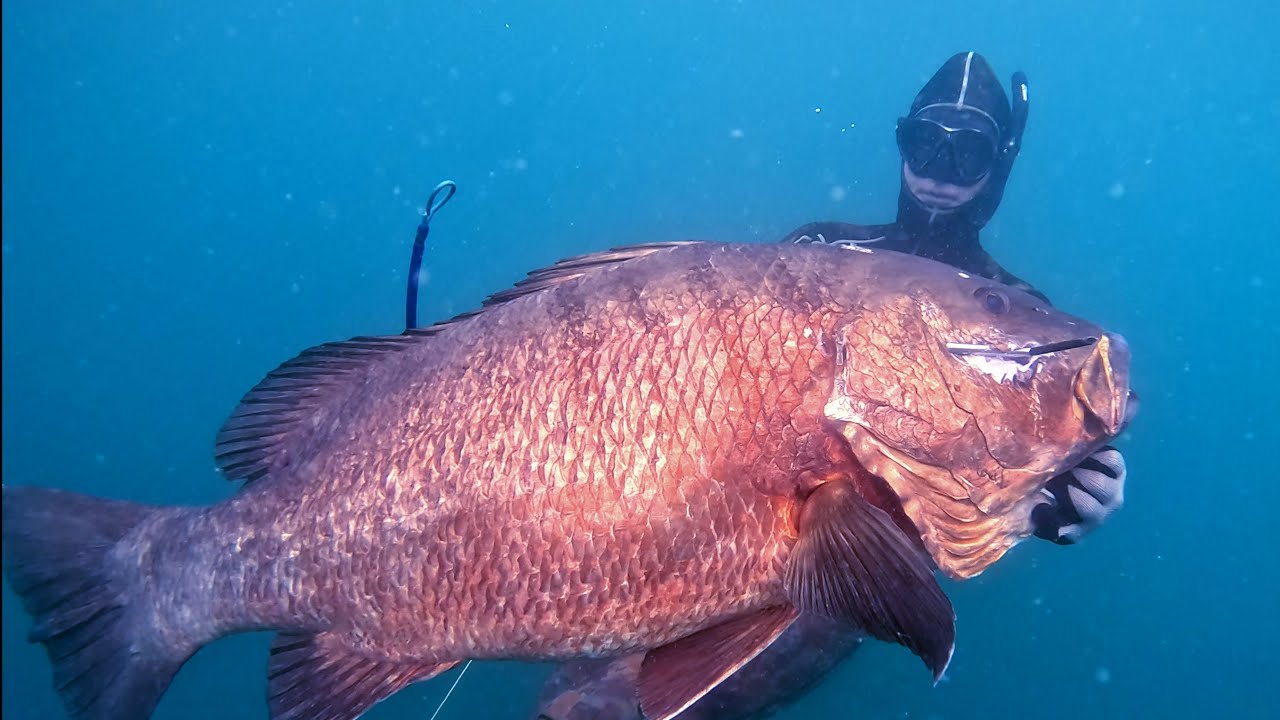 Pargo Cubera en Panama de Robert de DeepBlueSpirit2