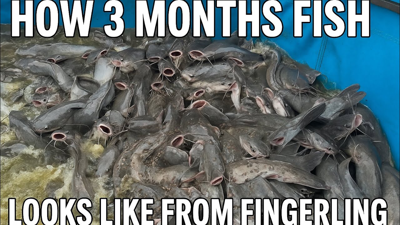 HOW YOU CAN MANAGE YOUR CATFISH FROM FINGERING TO OBTAIN GOOD RESULT