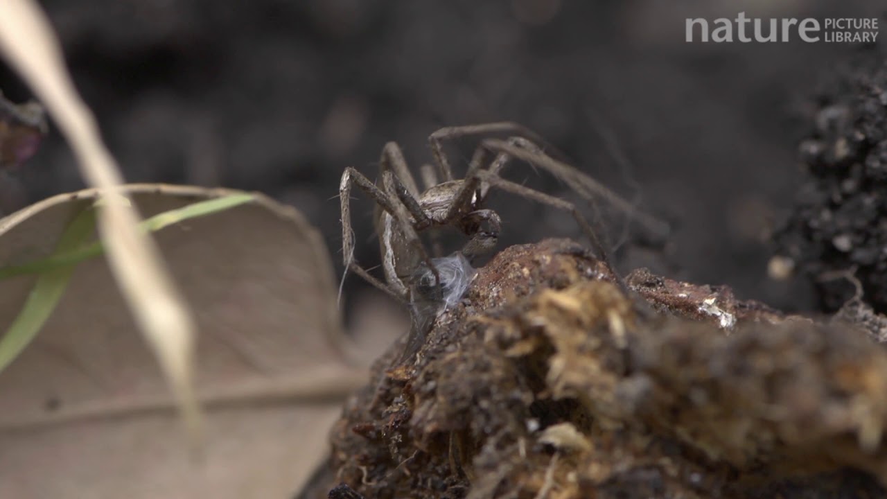 Nursery web spider wrapping up prey