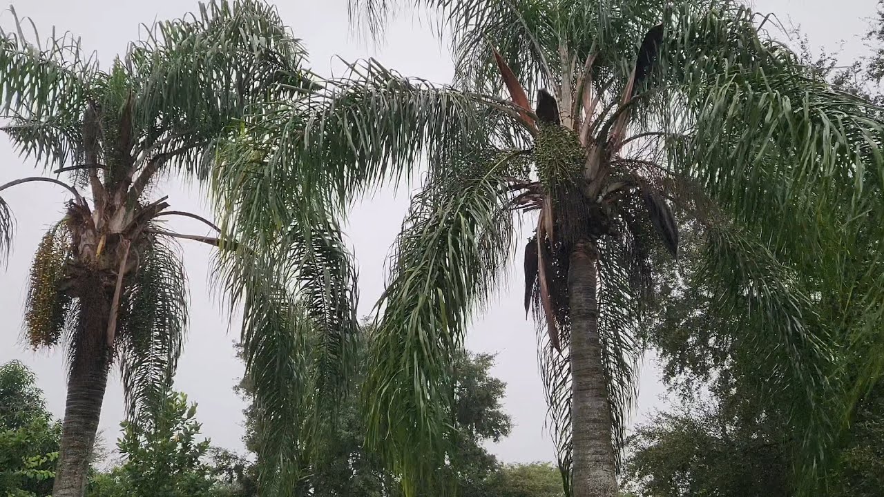Hurricane Milton - Clermont. FL - 10/9/24 - 2:00pm update