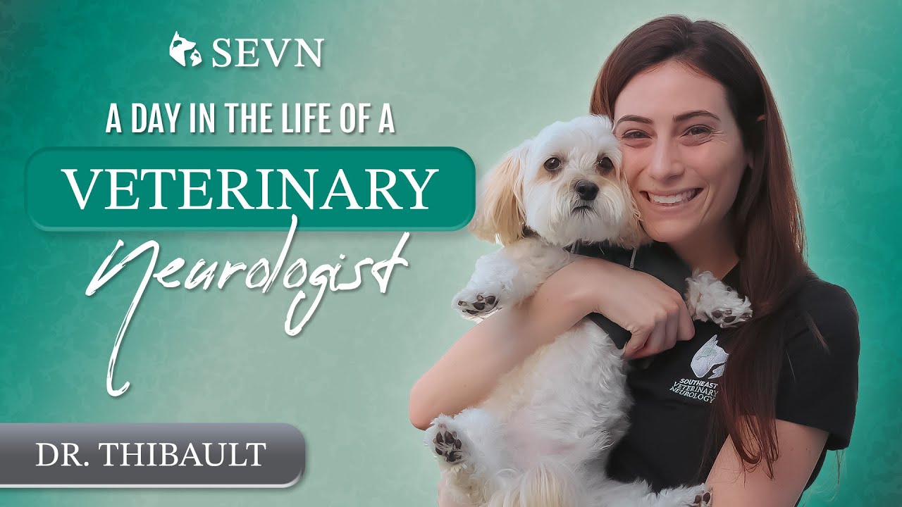 A Day in the Life of a Veterinary Neurologist || Dr. Thibault