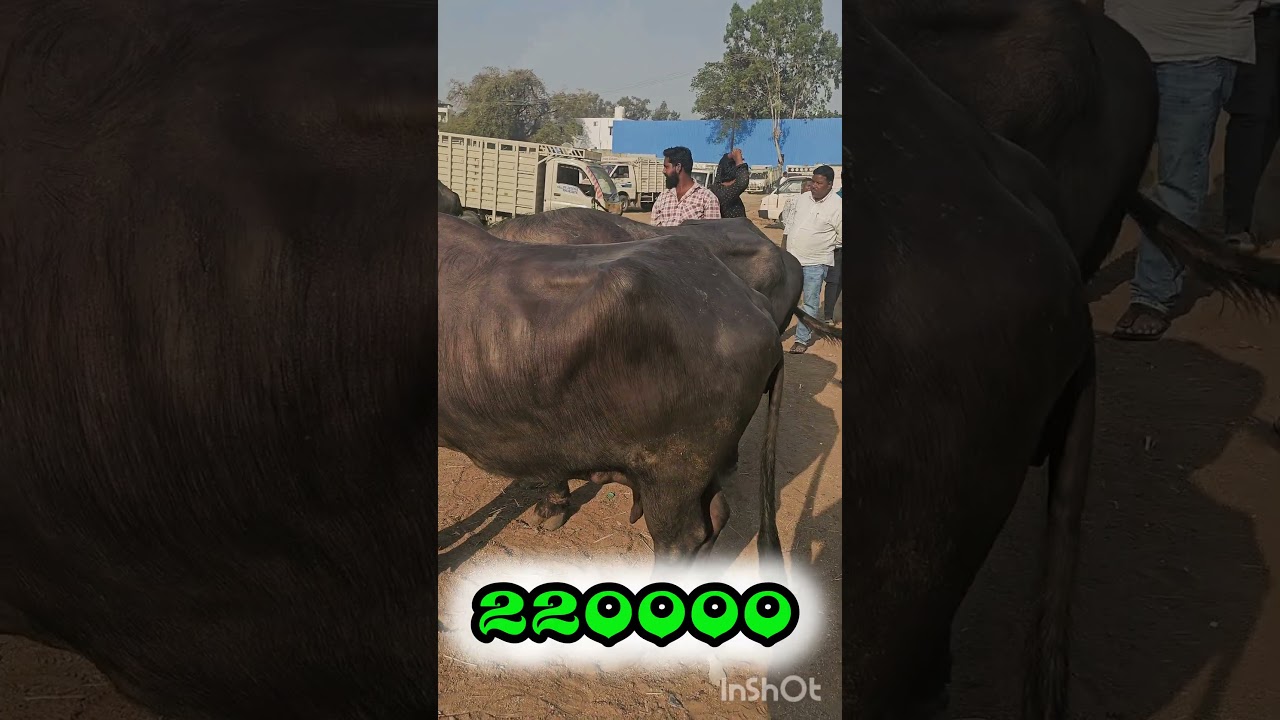 220000 demanding ERRAGADDA BUFFALO MARKET || ఎర్రగడ్డ గేదెల మార్కెట్ || #dairyfarming #erragadda​