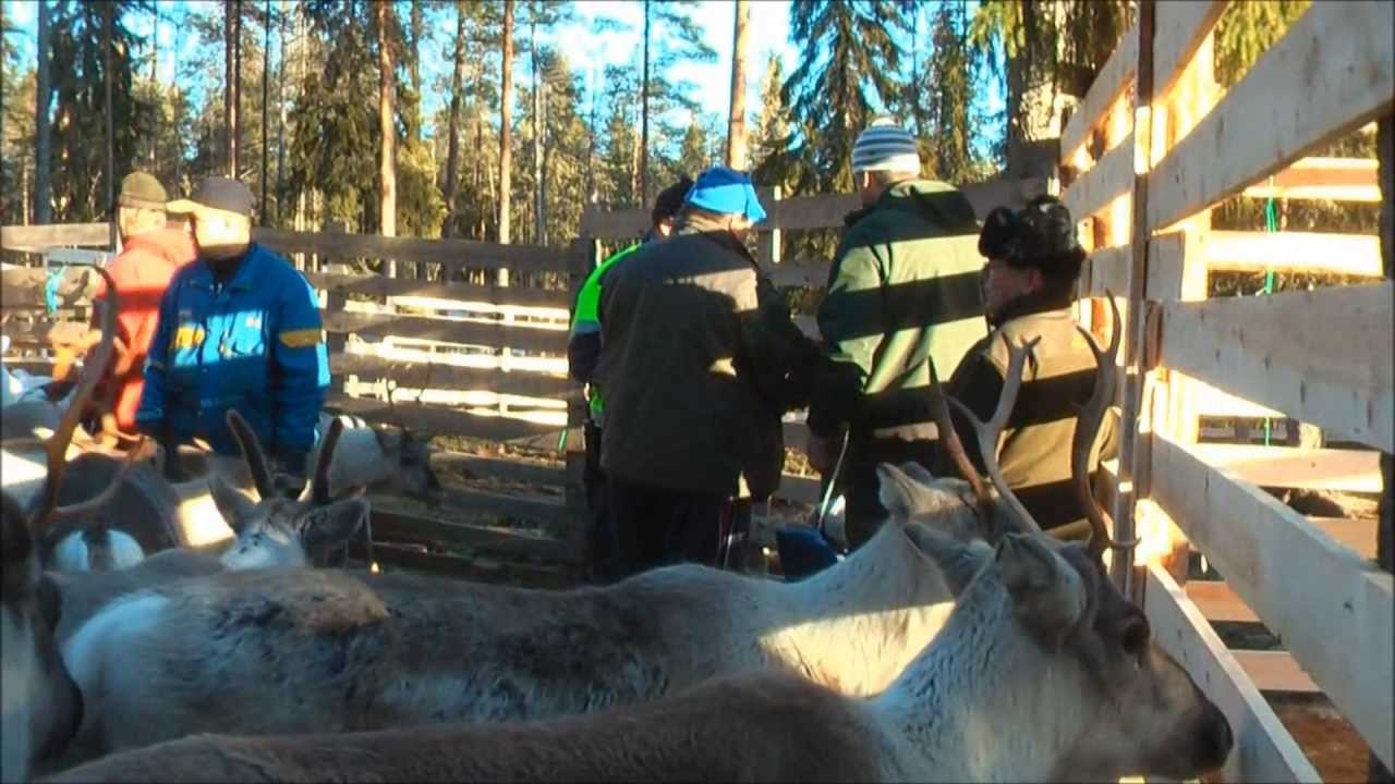 PORONHOITOA  Kemijärvellä