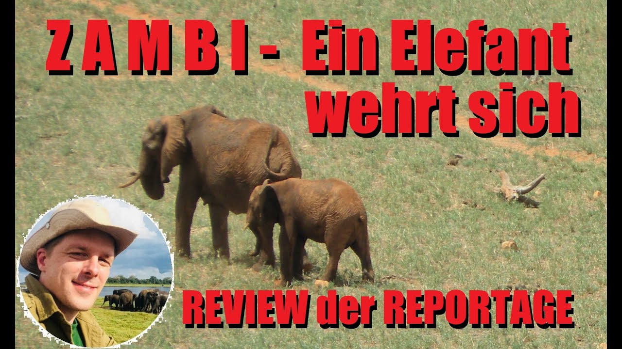 Review: ZAMBI - Ein Elefant wehrt sich, 3sat Doku-Reportage.