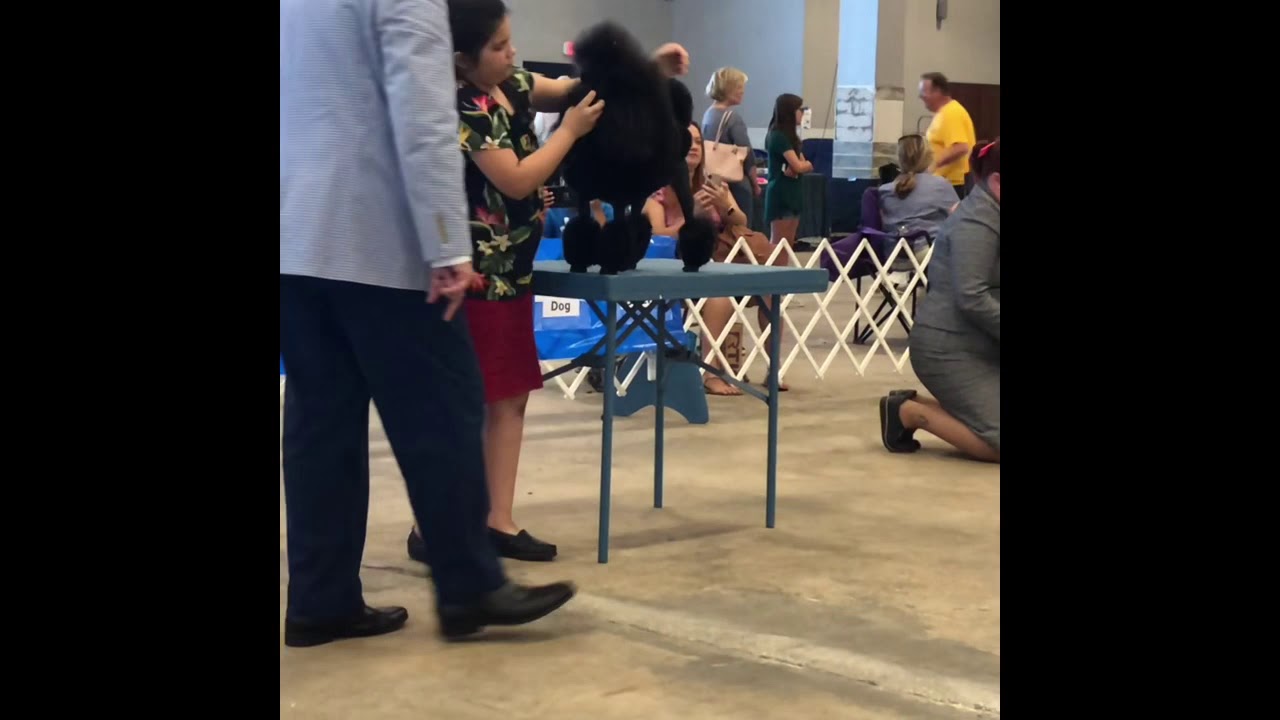 Creole Poodle Club of New Orleans - Junior Handler’s Highlights