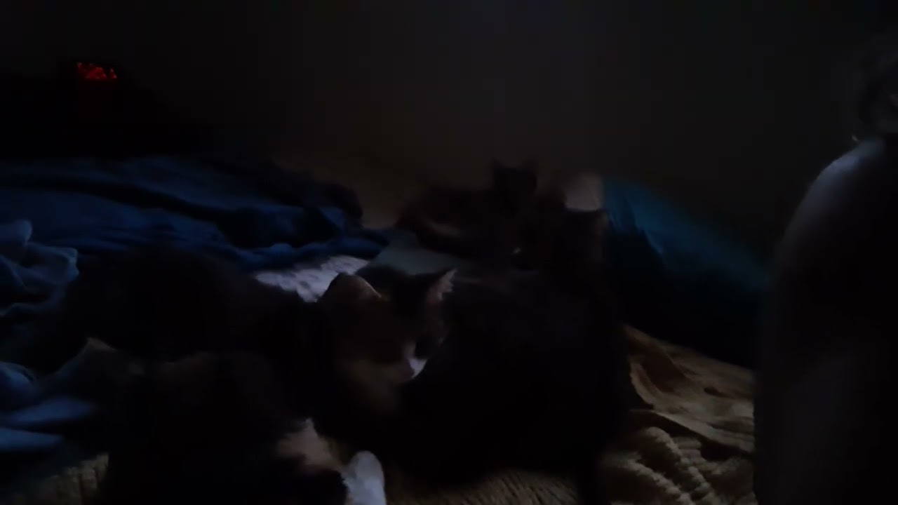 Maximum cat-pacity, or 