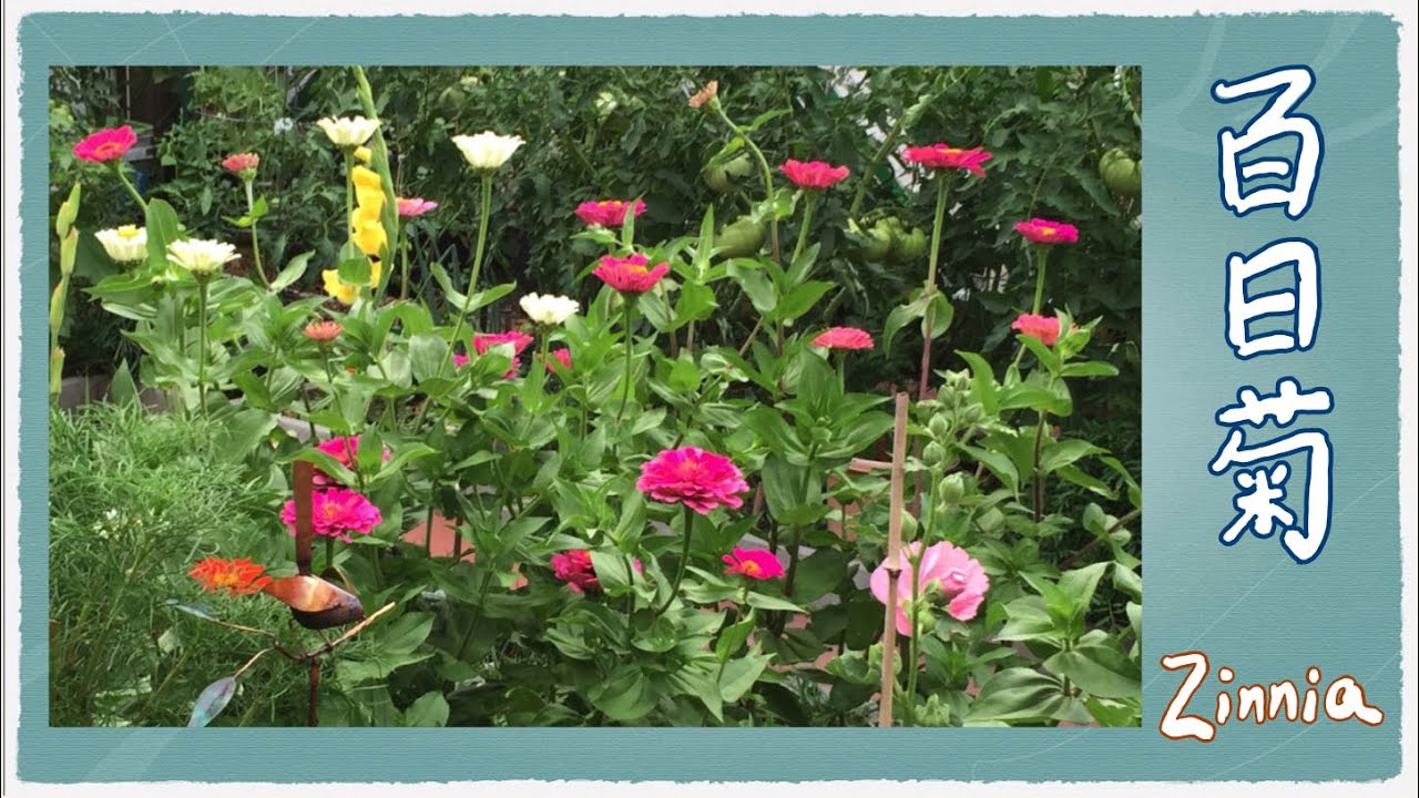 百日菊 （Zinnia）