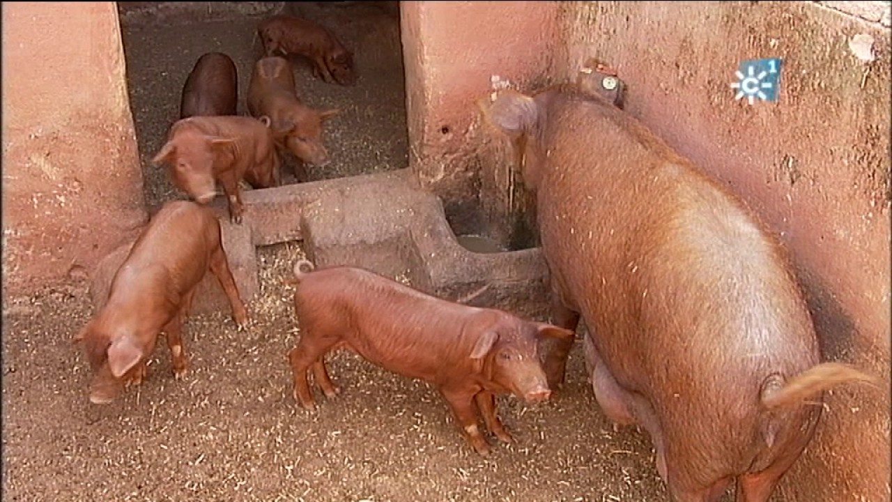 Recuperación del cerdo dorado en Ronda (Málaga)