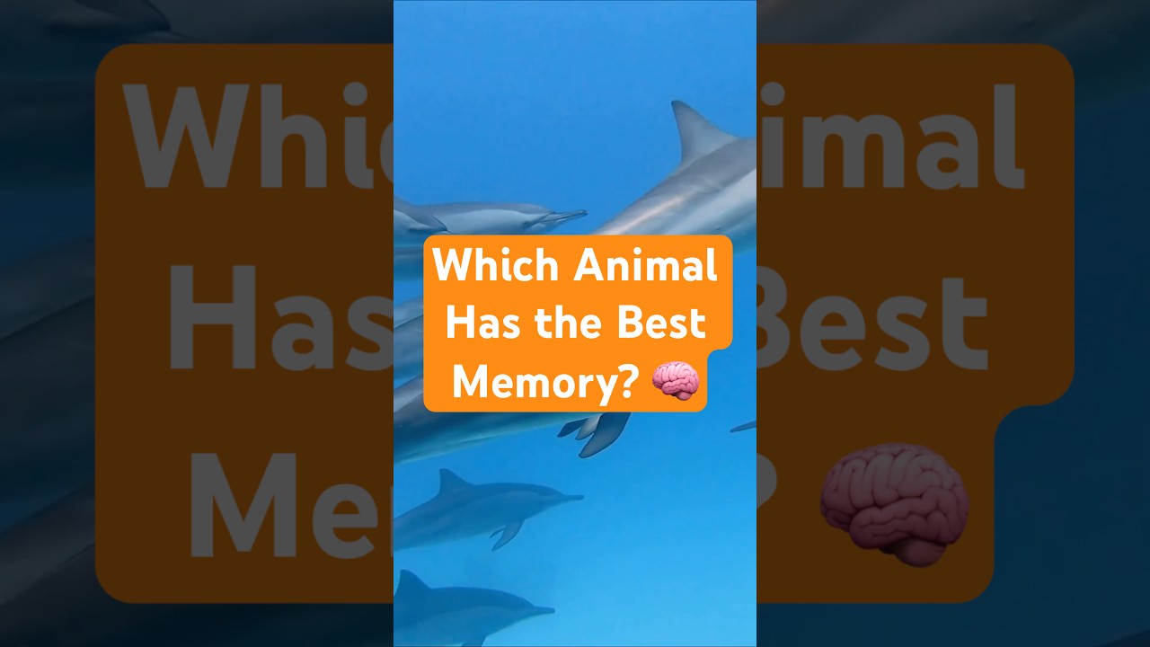 Which Animal Has the Best Memory? 🧠