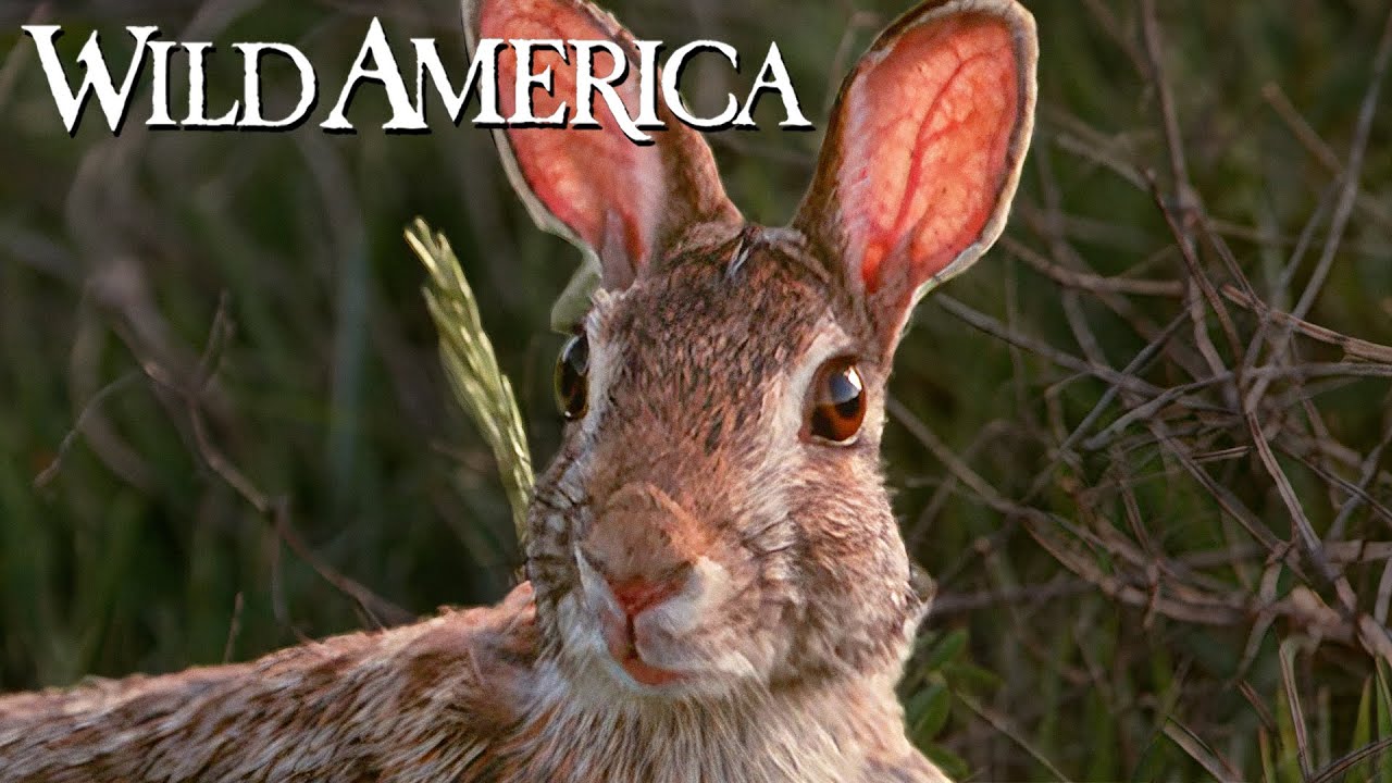 Wild America | S8 E5 A Prairie Park | Full Episode HD