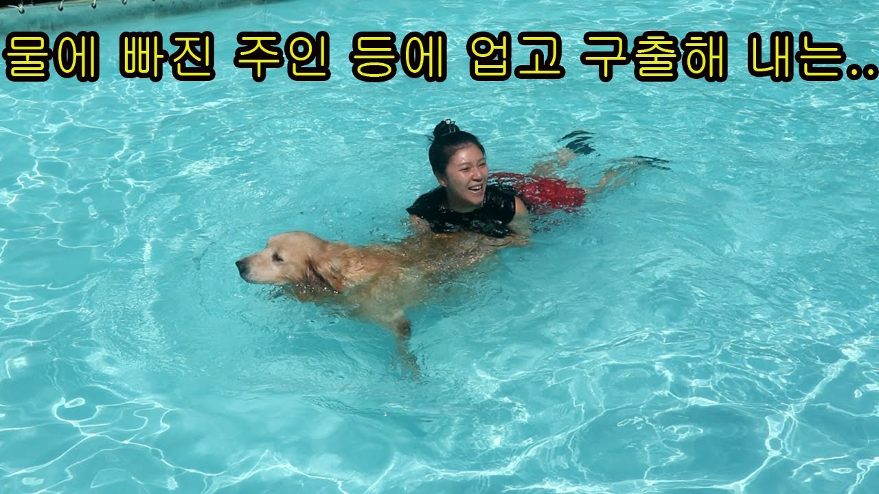 골든리트리버 주인이 물에 빠져있는걸 본 강아지 반응은?