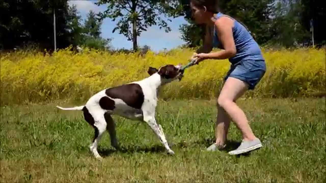 Amazing Dog Tricks by Morgan the English Pointer