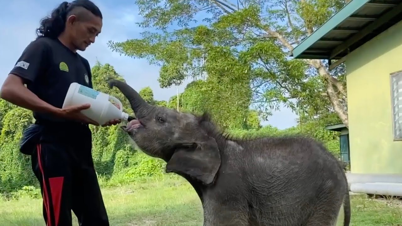 Wildlife Rangers Gave This Baby Elephant Calf A Second Chance