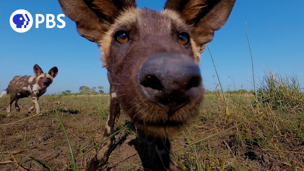 Attempting to Film African Wild Dogs in the Flooded Okavango