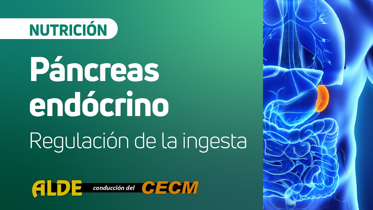 Páncreas endócrino - Regulación de la ingesta