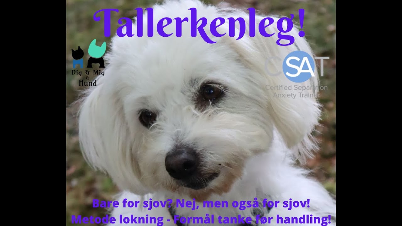 Tallerkenleg! Bare for sjov? Nej, men også for sjov!