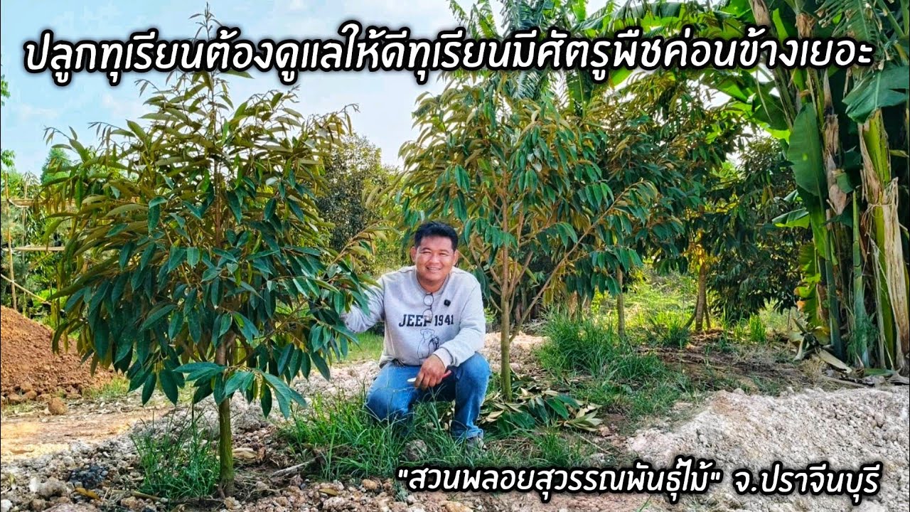 ปลูกทุเรียนต้องดูแลให้ดีทุเรียนมีศัตรูพืชค่อนข้างเยอะ 
