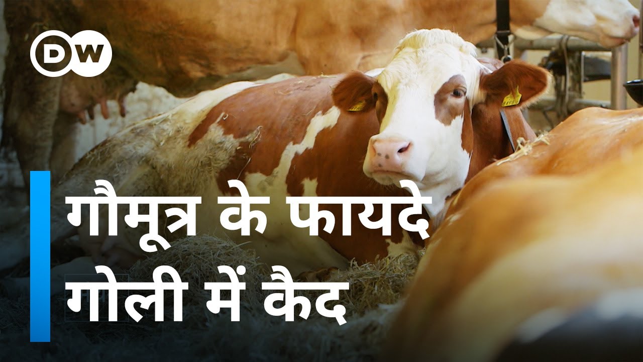 क्या वायरसों और एलर्जी से भी बचा सकता है गौमूत्र [Can cow urine help against viruses and allergies?]