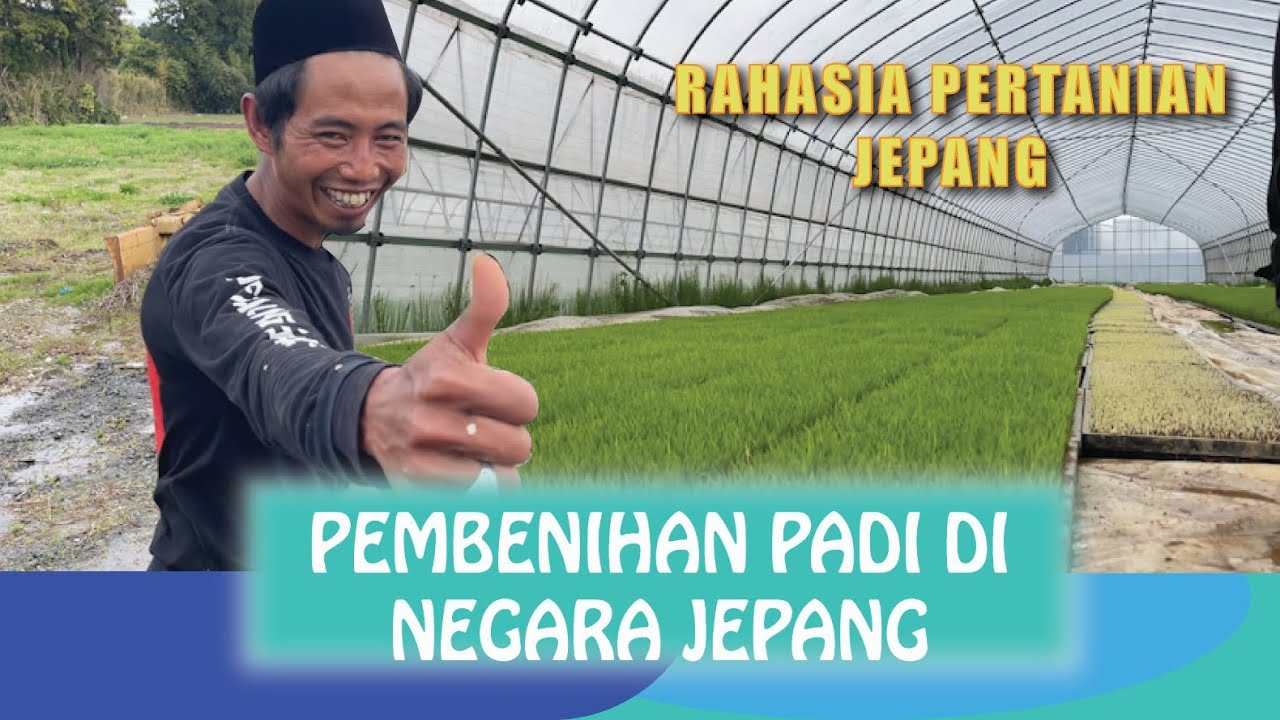BIAR NGGAK PENASARAN!!! Ini Proses Pembibitan Padi Di Jepang Yang Canggih dan Modern!!!