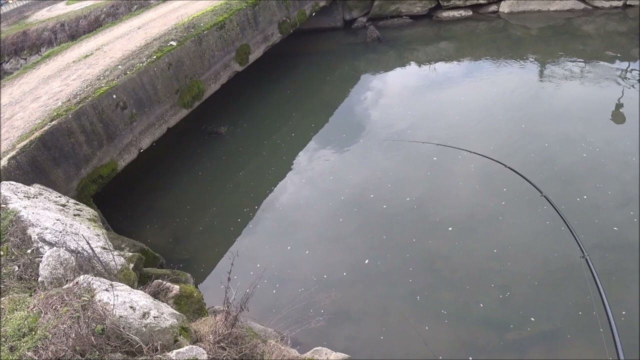 Guardate cosa ho trovato sotto il ponte