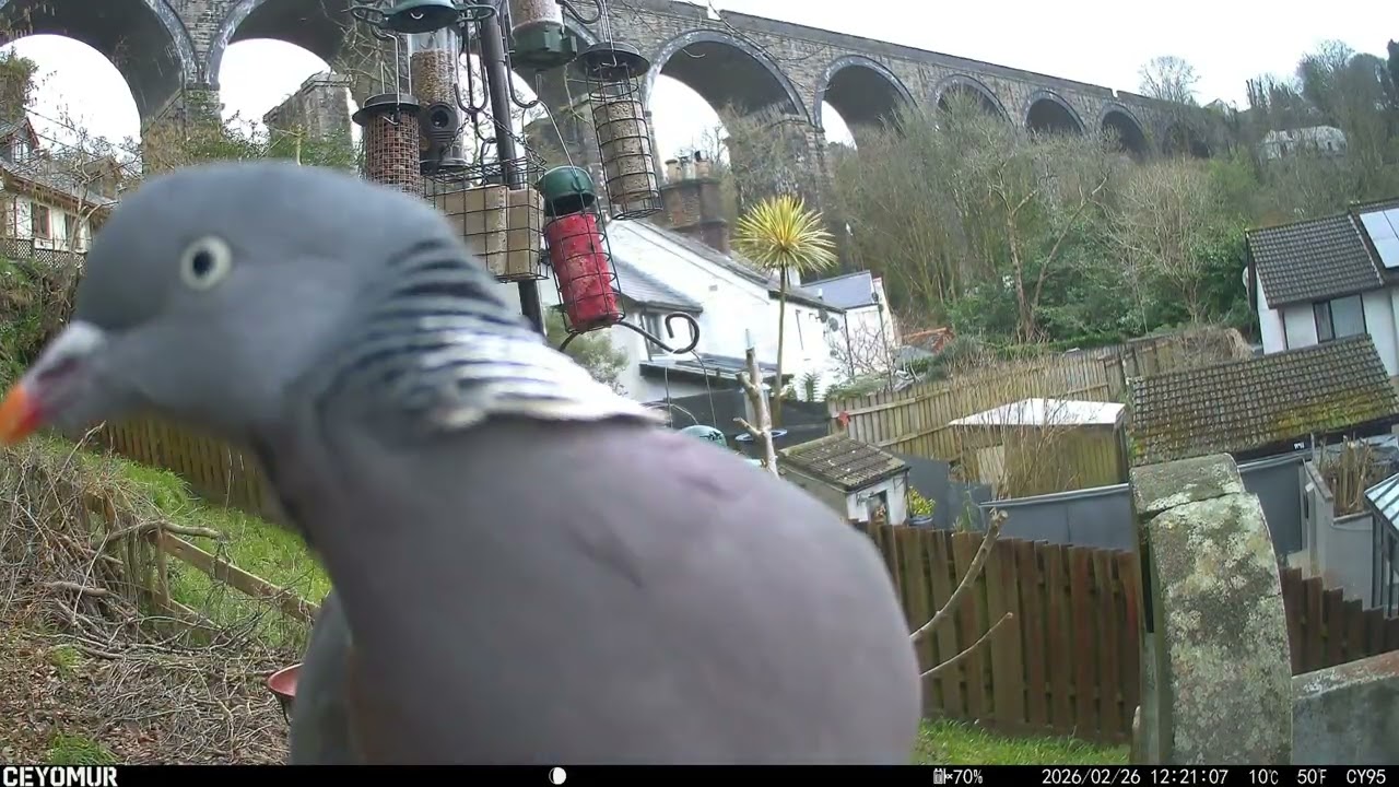 Feeder Frenzy | The Coconut Thief Is Back… and the Magpies Are Starving