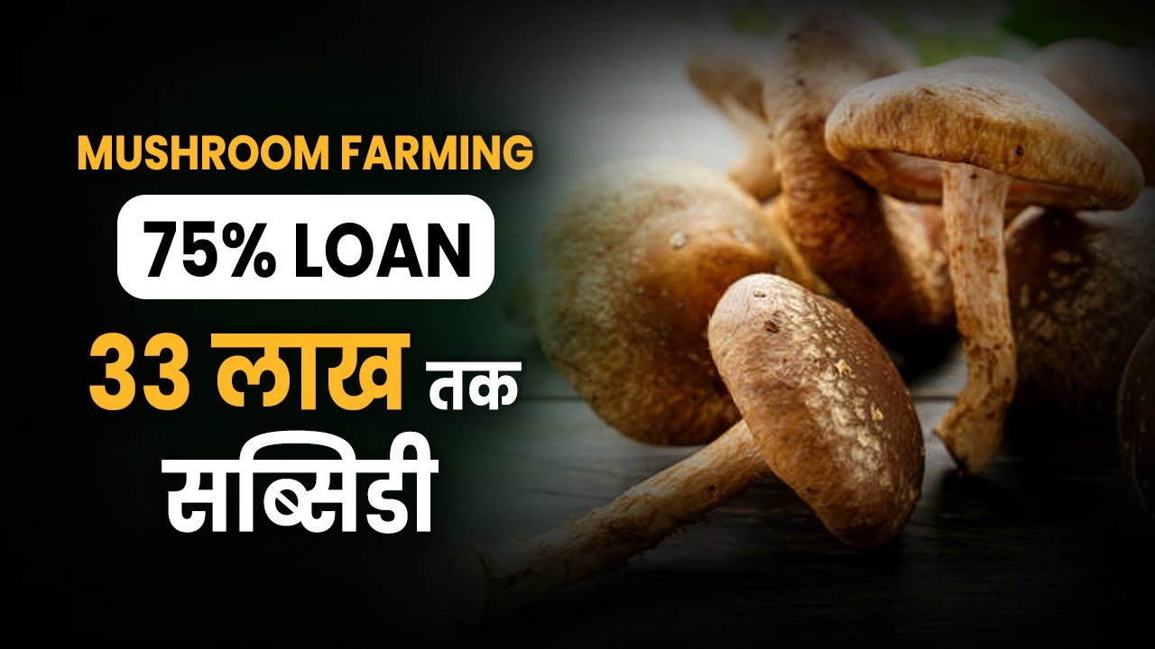 Mushroom Farming🍄 | मशरूम फ़ार्मिंग Subsidy लेने का तरीक़ा | Mushroom Subsidy Scheme | Pawan
