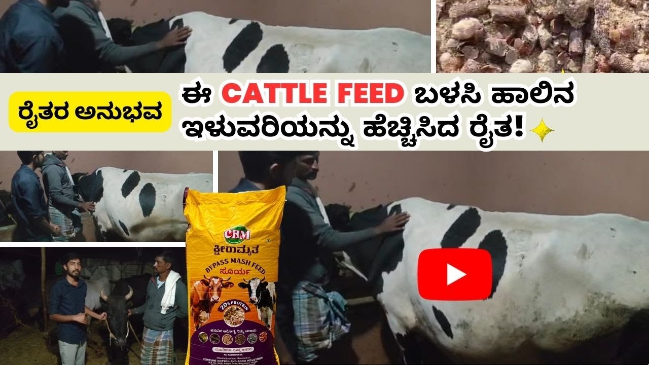 ಸೂರ್ಯ ಬೈಪಾಸ್ ಮ್ಯಾಶ್ ಫೀಡ್ | ಹಾಲಿನ ಫ್ಯಾಟ್ ಮತ್ತು ಇಳುವರಿ ಹೆಚ್ಚಳಕ್ಕೆ ರೈತರ ಮೆಚ್ಚುಗೆ | CBM Kshiramrutha