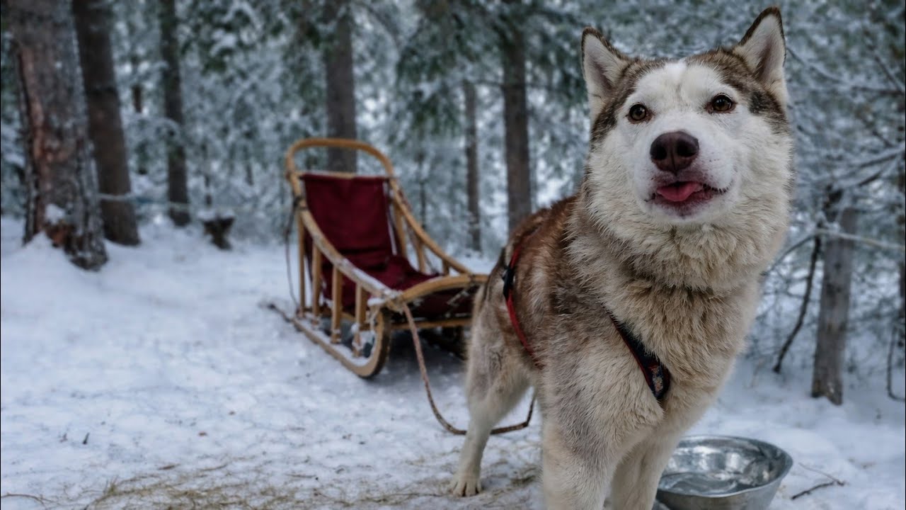 Husky Sledding in Lapland, Finland | Levi Winter Experience
