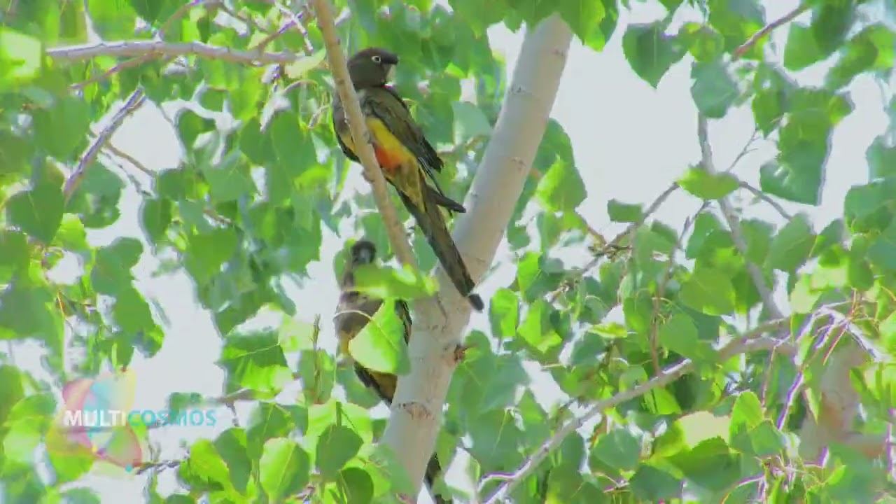 Loro Tricahue (Cyanoliseus patagonus bloxami)