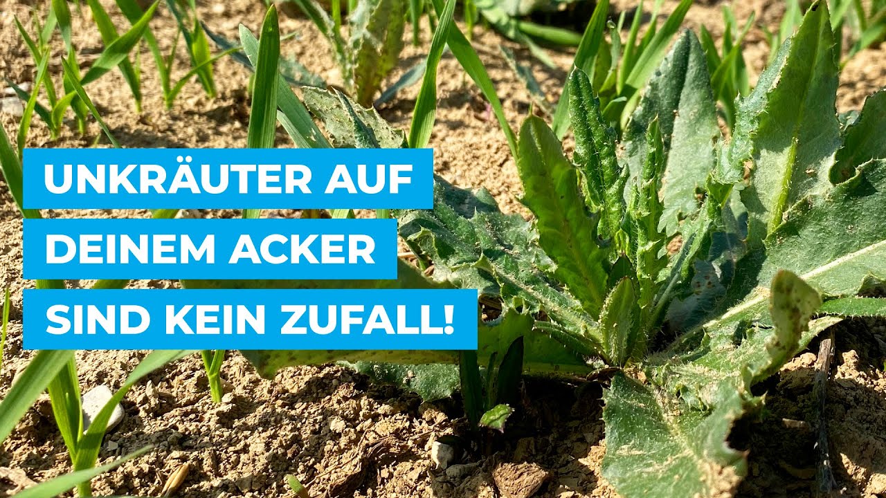 Unkräuter auf deinem Acker sind kein Zufall!
