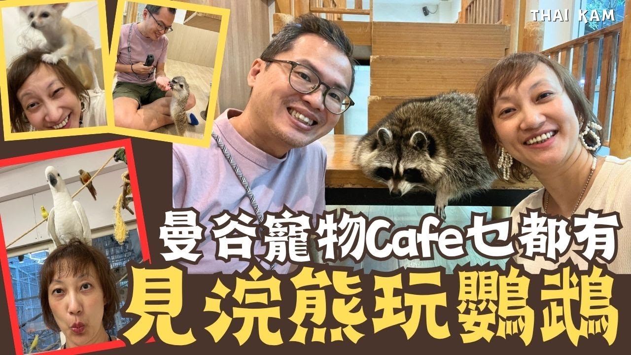 曼谷寵物Cafe親親浣熊狐獴丨狐狸企頭頂 哥姬犬狂奔丨雀仔天堂瘋狂搶雀粟！