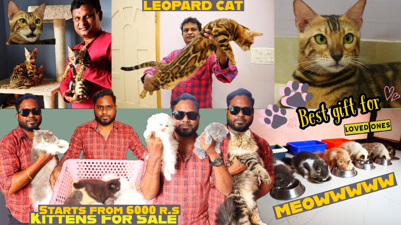 EXOTIC PERSIAN CATS LEOPARD CAT for Sale| Cheapest Price | Kittens For Sale