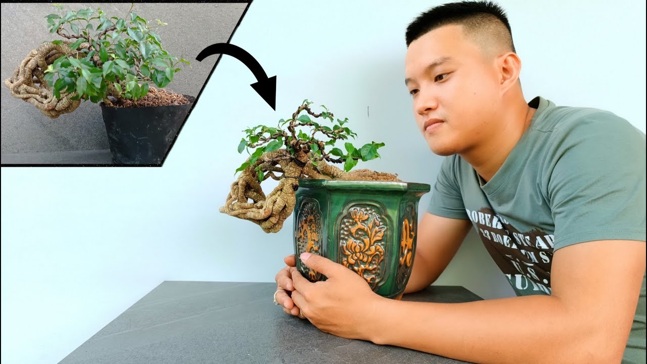 Bonsai Repotting Guide| Shaping Malpighia Glabra Bonsai Tree| Hồng Ngọc Mai Bonsai