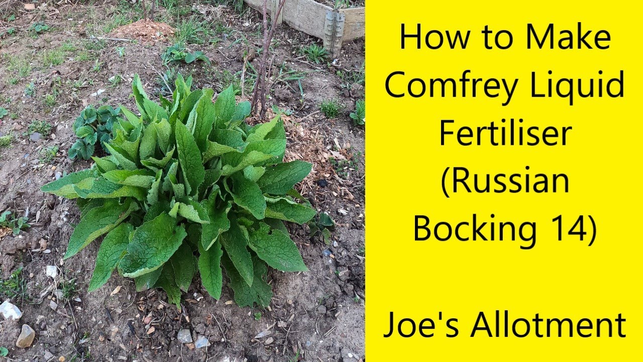 How to Make Comfrey Liquid Fertiliser (Russian Bocking 14)