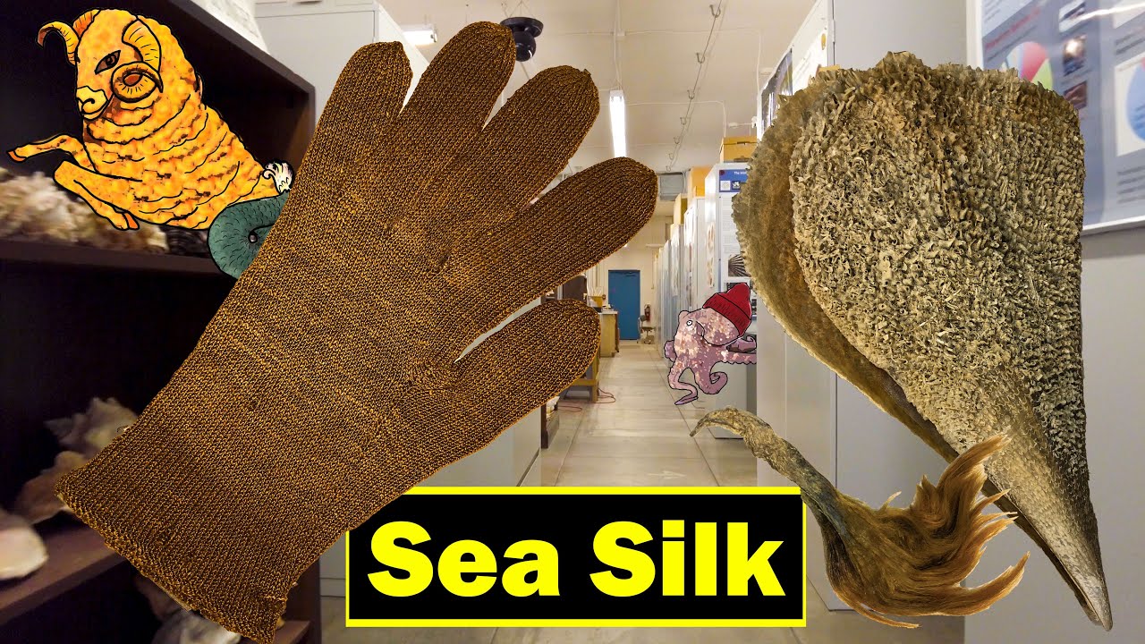 Sea Silk: The Golden Fleece?!