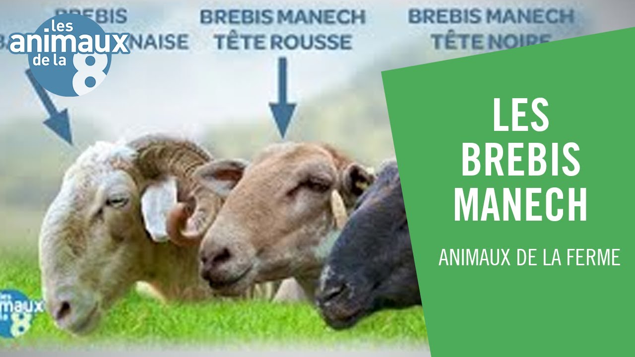 Au bon lait de brebis manech à tête rousse - Les Animaux de la 8