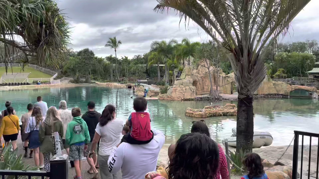 Sea World Special Dolphin Presentation