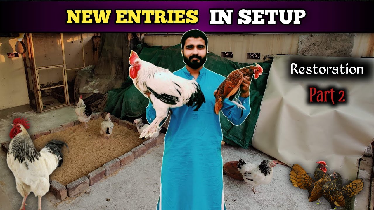 New Entry Golden Sebright in my setup | Light Sussex Entry | Pure Heritage Breed | Fancy Hen Farming