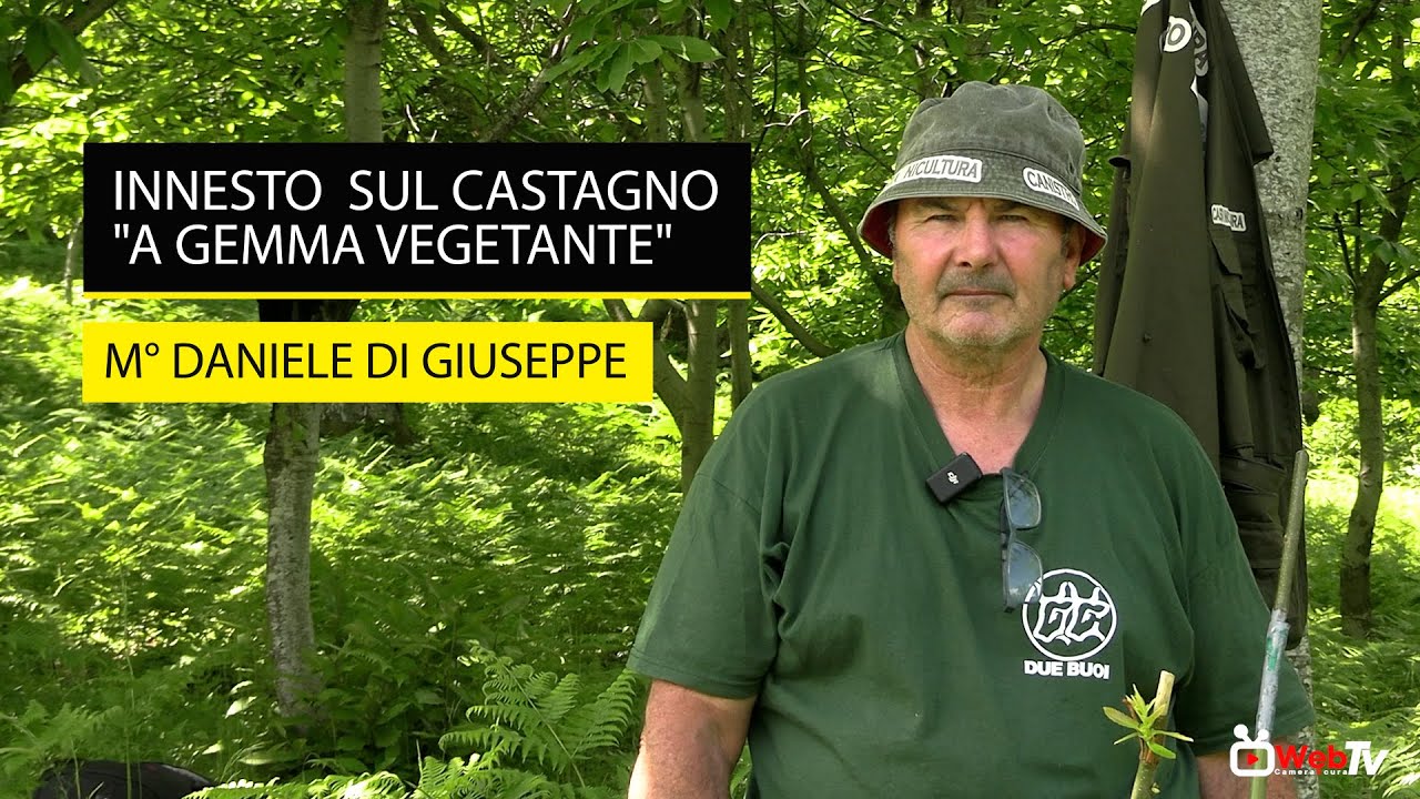 Innesto sul castagno a gemma vegetante
